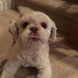 Meet your Posher, Rosa